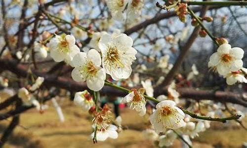 萝岗香雪公园梅花花期_萝岗香雪公园梅花节