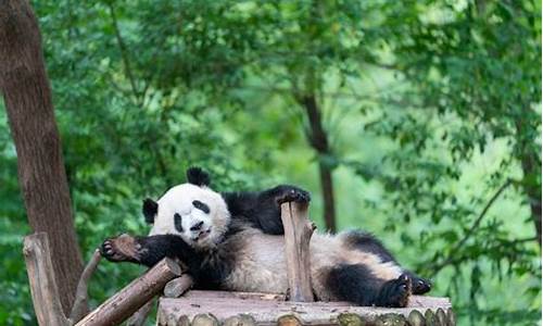 成都春节旅游攻略熊猫基地_成都熊猫基地春节开放吗